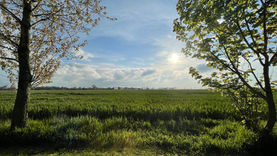 Blick über die Felder von unserem Grillplatz