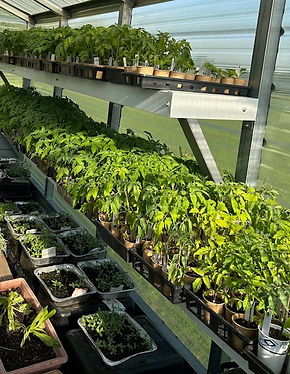 Plants 2025.jpg