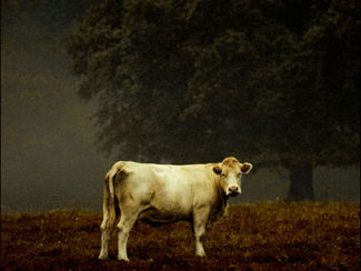 Tendrement vache