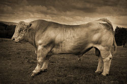 Jacob le snob - Joël Cadiou