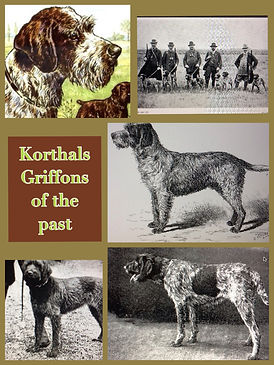 old dogsPicCollage.jpeg