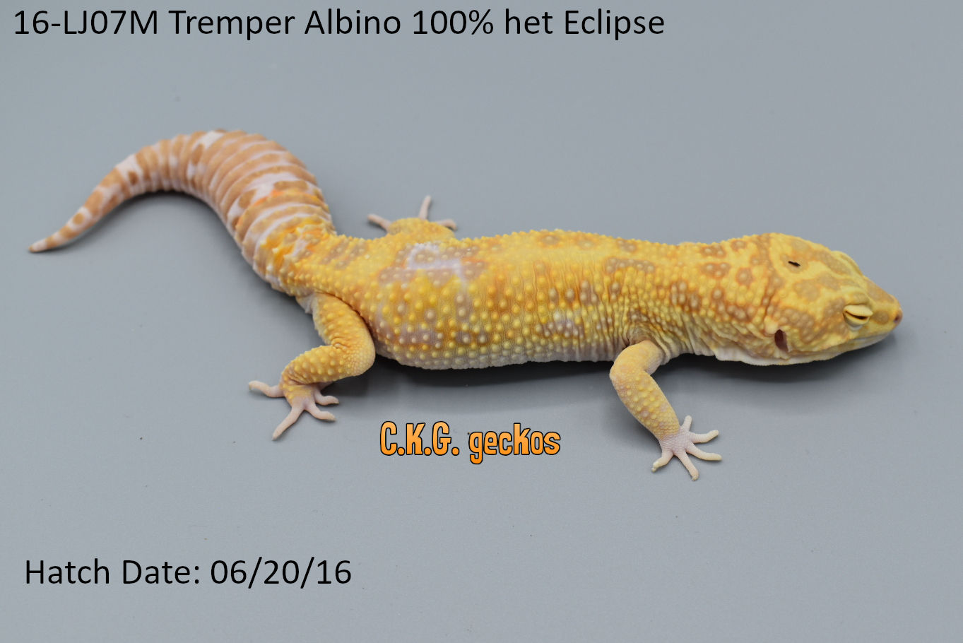 16-LJ07 - Blood Emerine X RAPTOR Cross Tremper Albino - Male