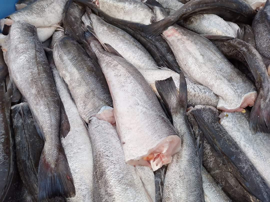 Whole Hake (H&G)