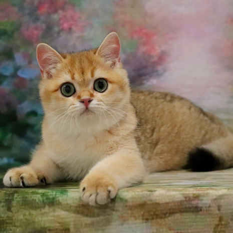 6300CA15-35AE-4EDF-B0A8-9E85353286CB.png