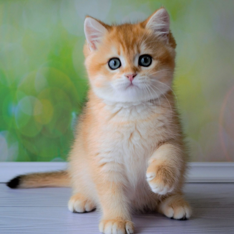 3746A885-F6D9-4597-B9CA-C513C2B578B9.png