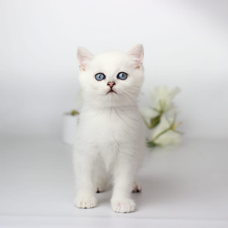 1A647F35-C3AE-458B-978E-24D6FF56C4C1.png