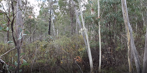 Namadgi 8.PNG