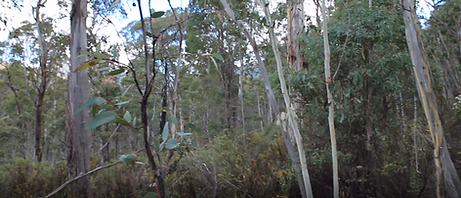 Namadgi 7.PNG