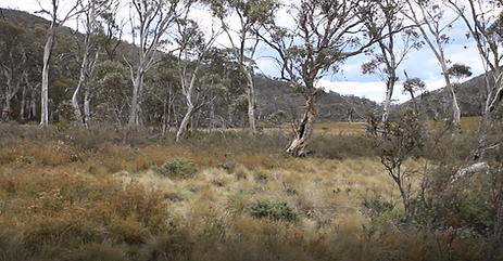 Namadgi 10.PNG