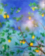 Albero di limoni