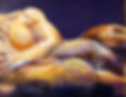 Nudi
