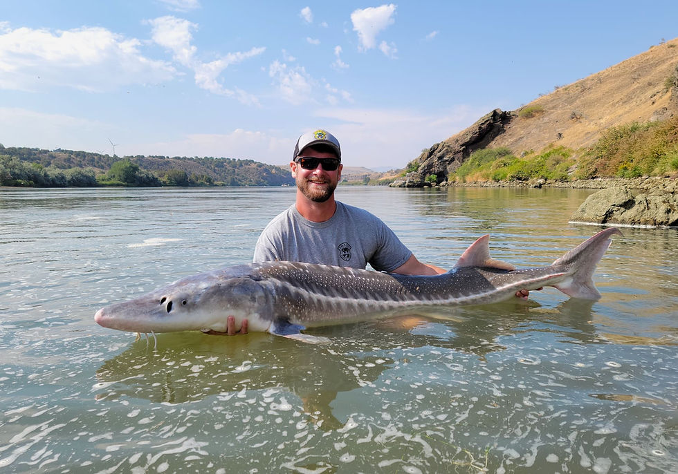 nate_t_white_sturgeon_snake_river via Idaho Fish and Game