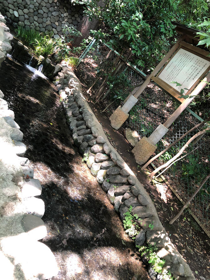 導かれて真姿の池湧水群へ