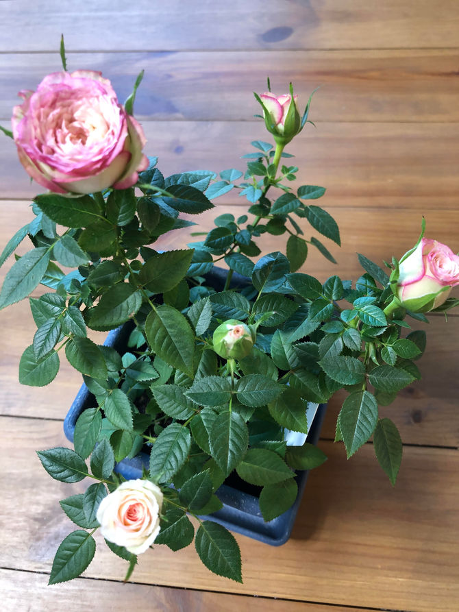 降りてくるメッセージ