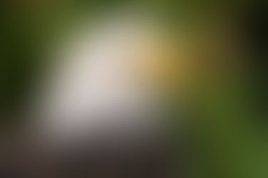 紋章ごとの素晴らしいところ~青い鷲~