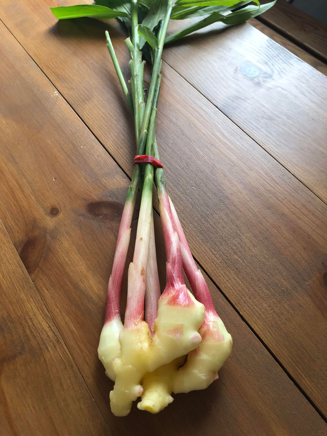 はじめての谷中生姜