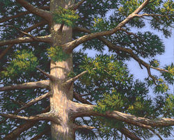 Branching Out