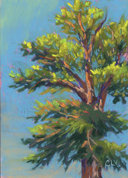 Tree Study 3