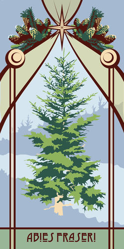 Fraser Fir sketch