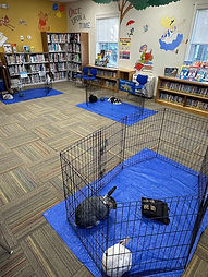 ReadtoRabbitLibrarysetup.jpg