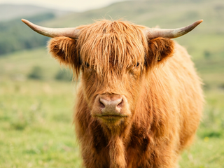 Sir Reginald Chews-a-Lot, a Highland cow