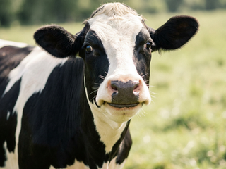 Buttercup, a Holstein cow