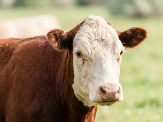 Colonel Mustard, a Hereford cow