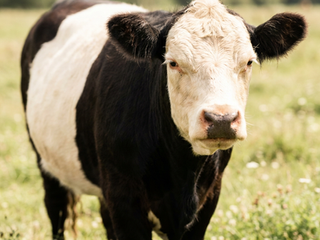 Willa, a Belted Galloway cow