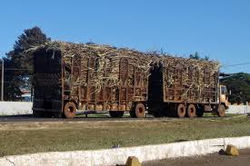 Sugar cane trailor 1.jpeg