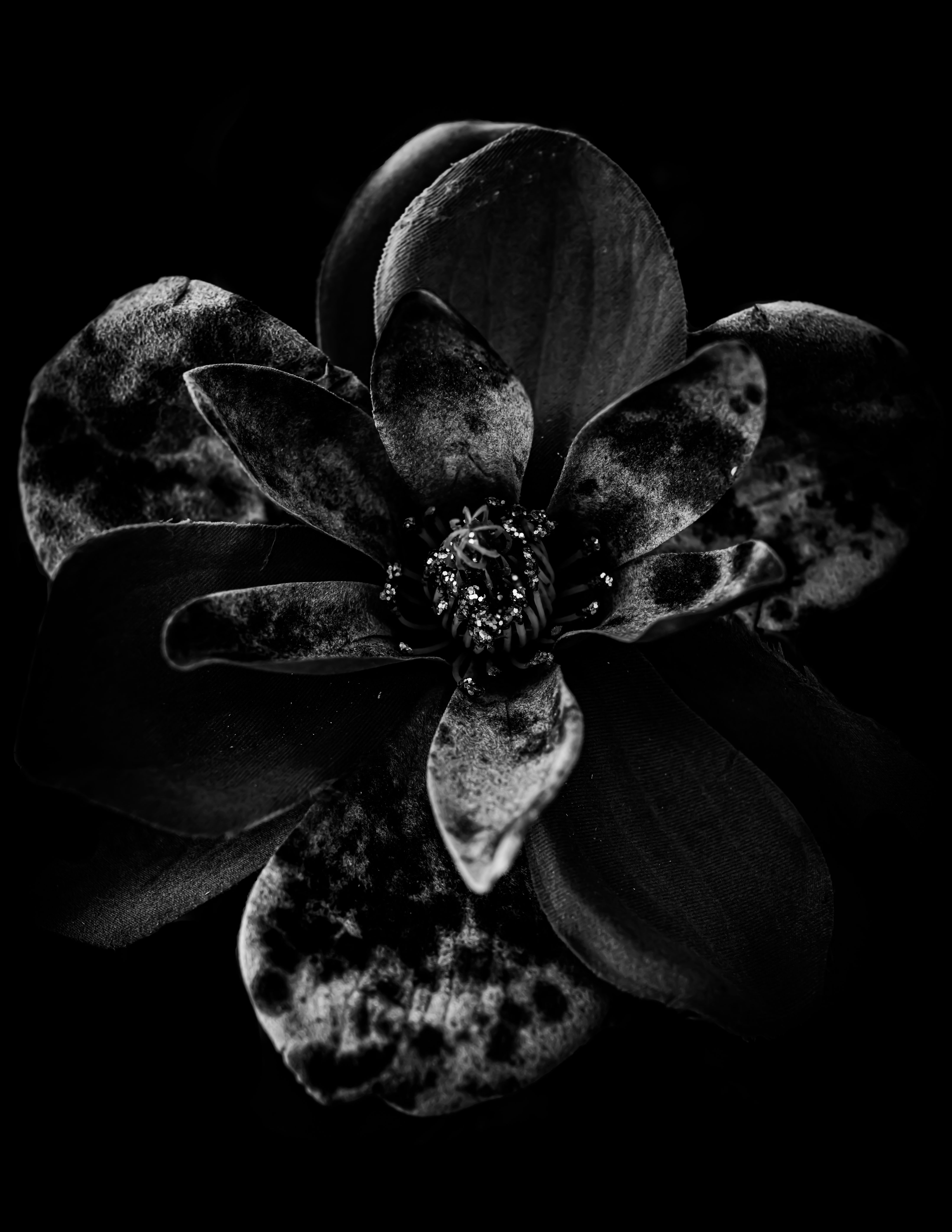 8x10 Signed Matted Archival Luster Giclee