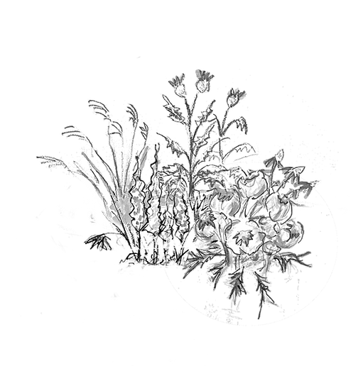 Perennials_composition_edited_edited.png
