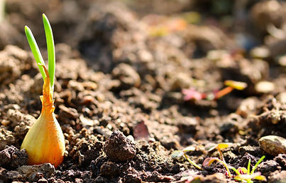 onion-5149498_1280.jpg