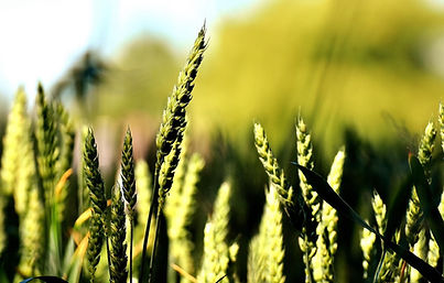 grain-2420844_1280_2.jpg