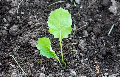 garden-6662157_1280.jpg