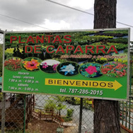 Plantas de Caparra