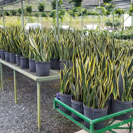 Plantas de Caparra