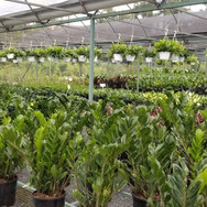 Plantas de Caparra