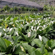 Plantas de Caparra
