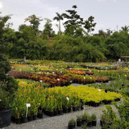Plantas de Caparra