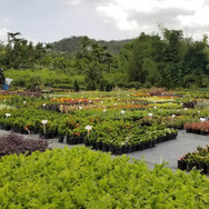 Plantas de Caparra