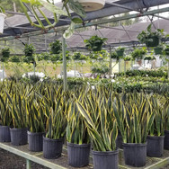 Plantas de Caparra