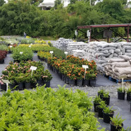 Plantas de Caparra