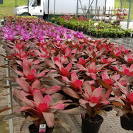 Plantas de Caparra