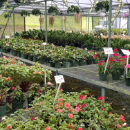 Plantas de Caparra