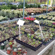 Plantas de Caparra