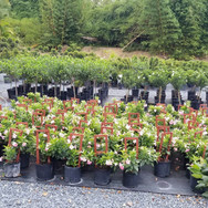 Plantas de Caparra