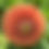 Thumbnail: Cornel Bronze