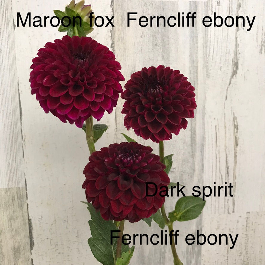 Thumbnail: Ferncliff Ebony