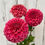 Thumbnail: Sylvia Craig Hunter