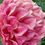 Thumbnail: Sylvia Craig Hunter
